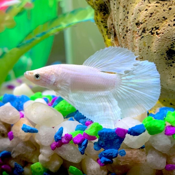 Meet your Posher, Nila - Picture 6 of 8